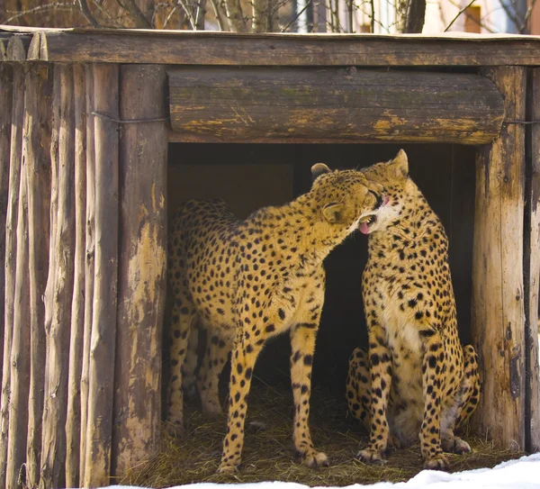 Two kissing cheetahs — Stock Photo, Image