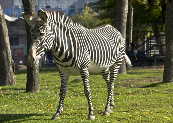 Zebra, zoo Moskva — Stock fotografie