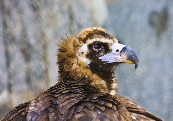 Ігл (орел heliaca ) — стокове фото