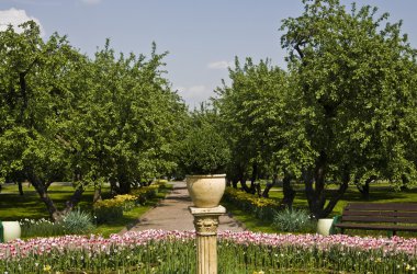 elma Bahçe