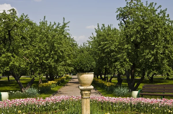 Jardín de manzana —  Fotos de Stock