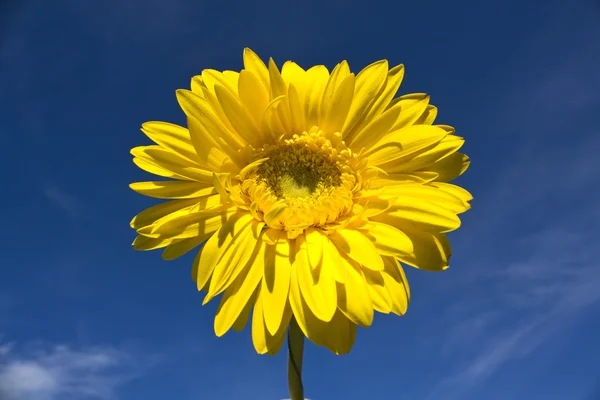 Mavi gökyüzü üzerinde sarı gerbera — Stok fotoğraf