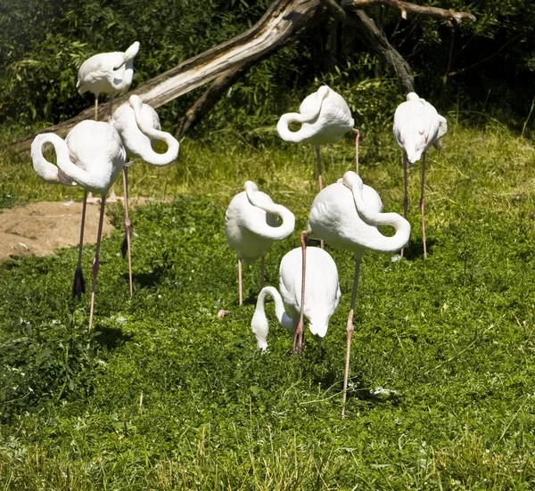 Fehér flamingo — Stock Fotó