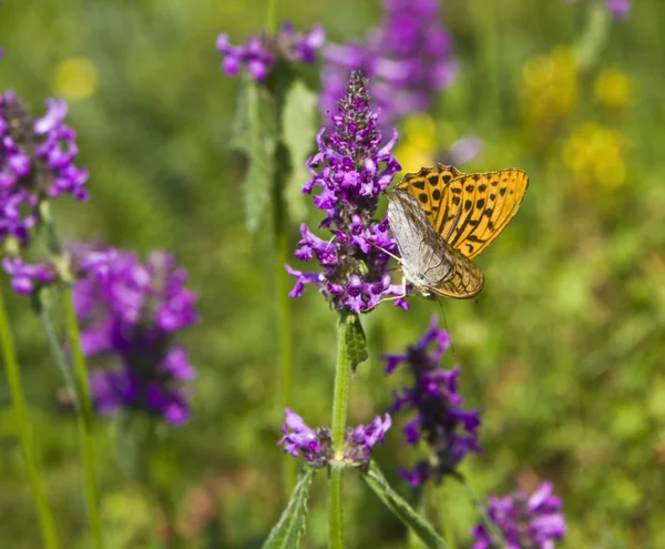 Butterfly selena clossiana — Stock Photo, Image
