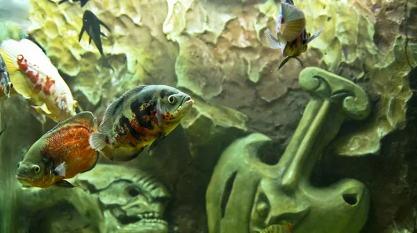 繁育红鱼 — 图库照片