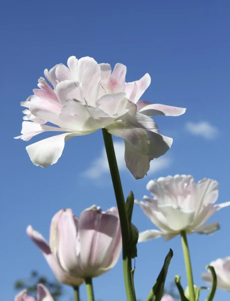 Witte tulpen op blauwe hemel — Stockfoto