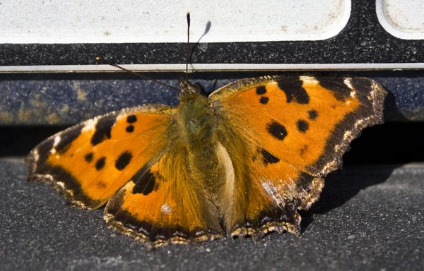 Buttefly op auto — Stockfoto
