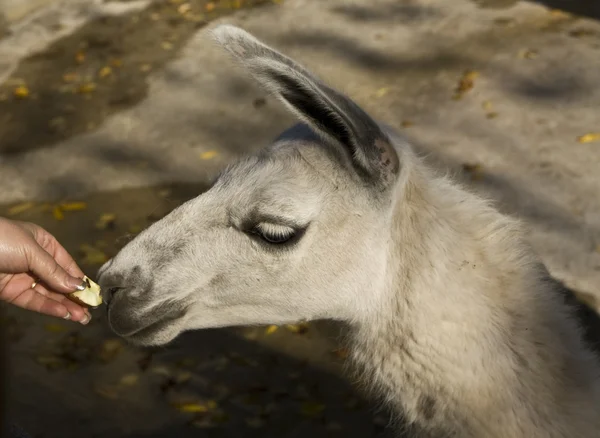 Feeding of lama — Stock Photo, Image