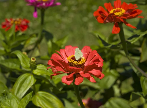 Kénköves pillangó dahlia — Stock Fotó