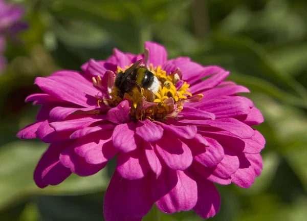 Μέλισσα πάνω ροζ Ντάλια — Φωτογραφία Αρχείου