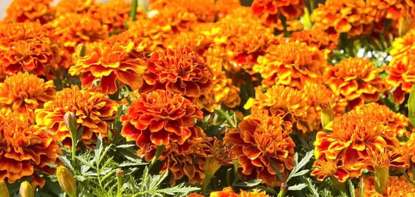 Marigolds — Stock Photo, Image