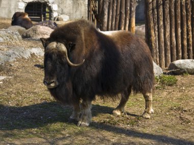 Musk ox clipart