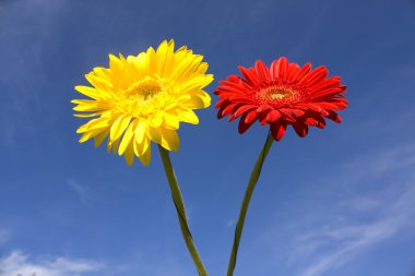 Mavi gökyüzü üzerinde kırmızı ve sarı gerbera