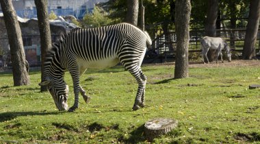 Zebra, Moskova hayvanat bahçesi
