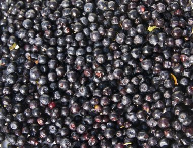 Bilberry (whortleberry)