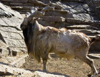 Goat markhor clipart