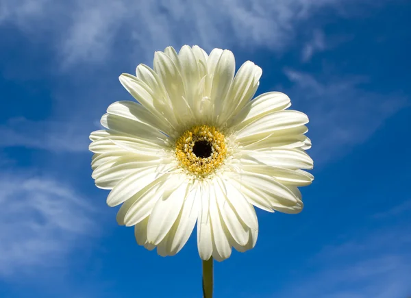 White gerbera on blue sky — Stock Photo, Image