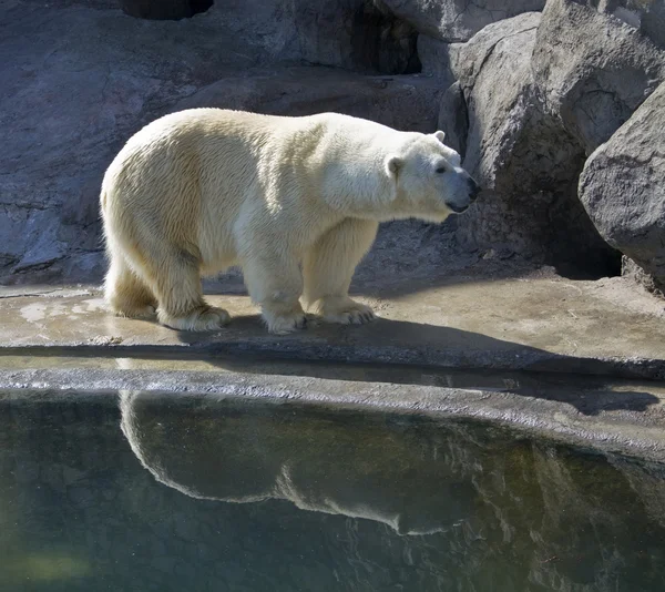 Білий полярний ведмідь — стокове фото
