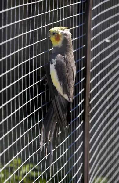 Kakadu (Crested) papagáj (Nymphicus hollandicus fajokat) — Stock Fotó