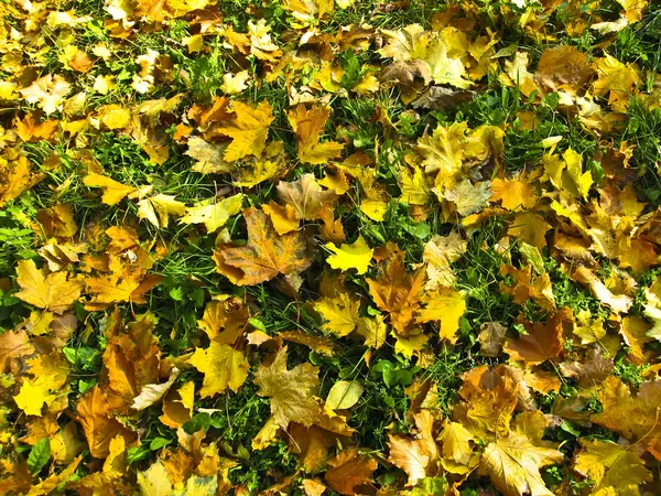 Düşen akçaağaç yaprakları — Stok fotoğraf