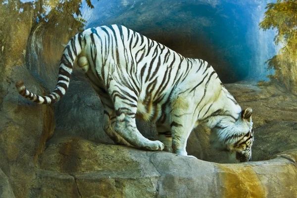 Λευκός τίγρης της Βεγγάλης — Φωτογραφία Αρχείου