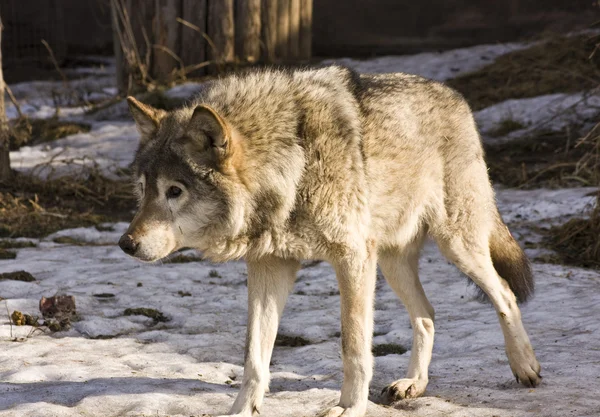 在冬天的狼 — 图库照片