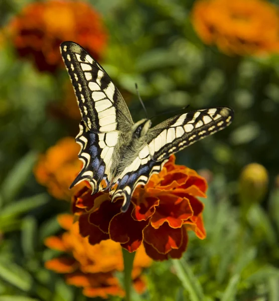Papilio machaon — Zdjęcie stockowe