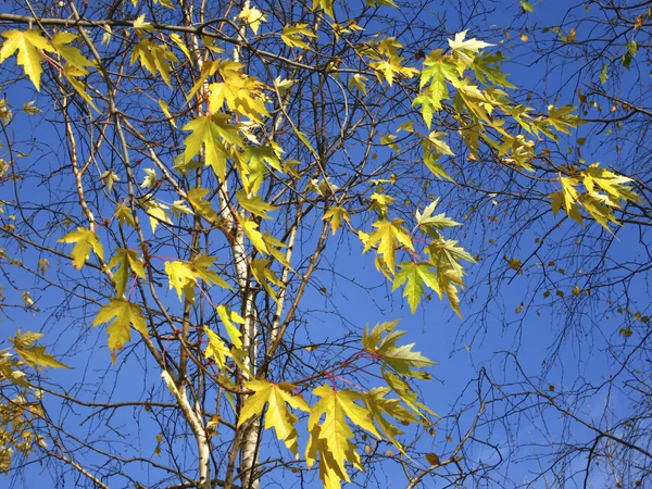 Gelbe Ahornblätter am blauen Himmel — Stockfoto