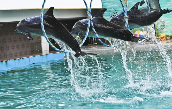 Delfiner på show — Stockfoto