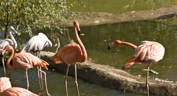 Rosa und weißer Flamingo — Stockfoto