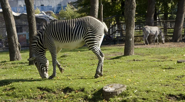 Zebra, zoo di Mosca — Foto Stock