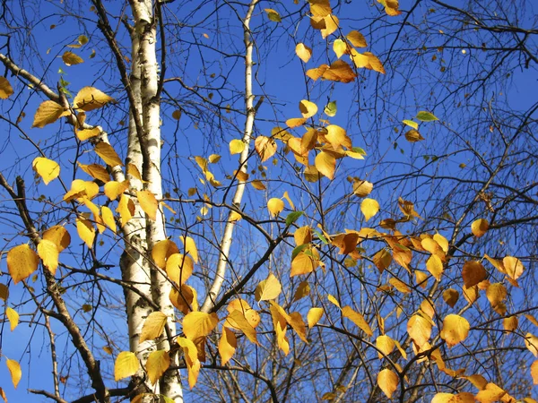 Yellow leaves on blue sky — Stock Photo, Image