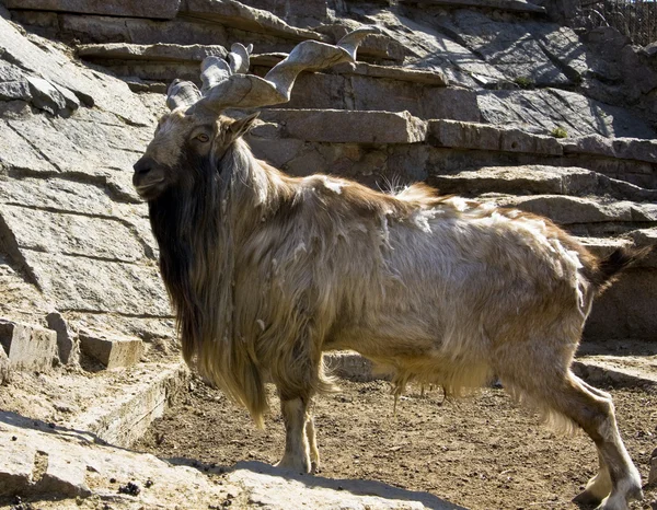 Goat markhor — Stock Photo, Image