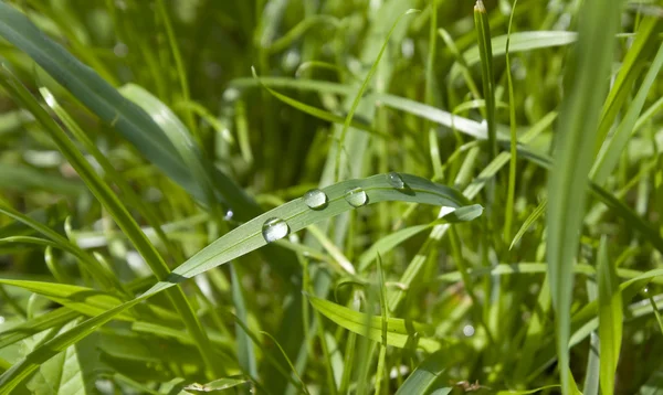 草上的水滴 — 图库照片
