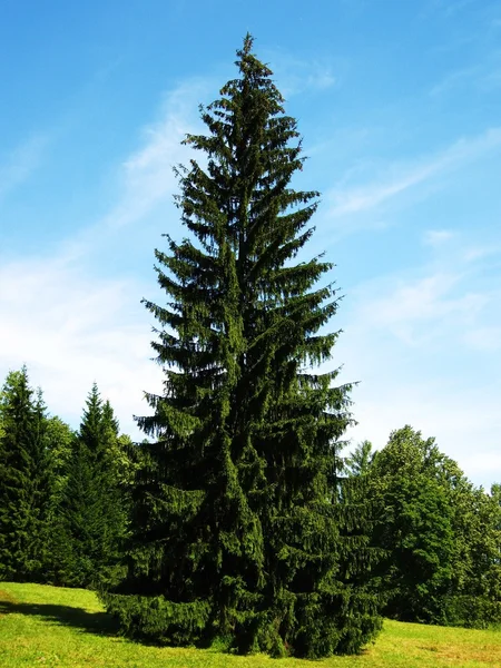 Big fir tree Stock Image