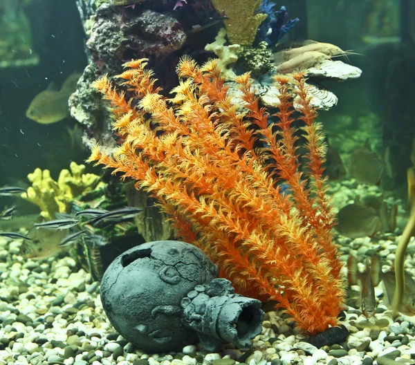 Coralli, alghe e brocca, acquario — Foto Stock