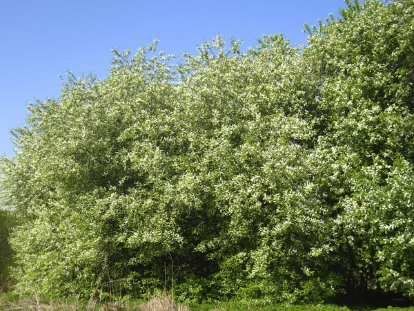 Fågelkörsbärsträd i blom — Stockfoto