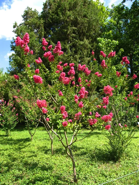 pembe lagerstroemia