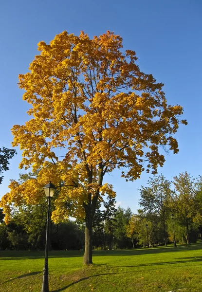Golden tree in park — Stock Photo, Image