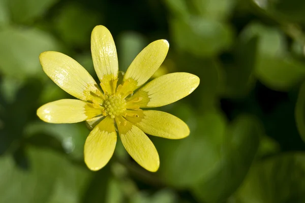 Manzanilla amarilla — Foto de Stock
