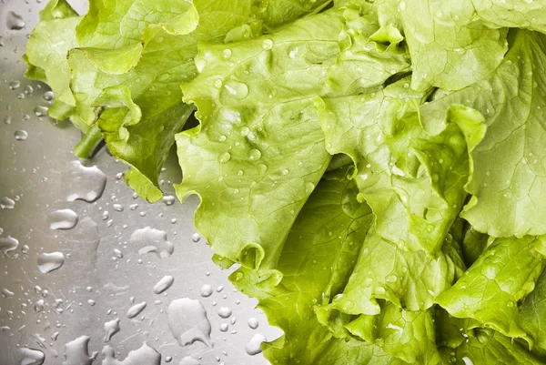 stock image Green lettuce
