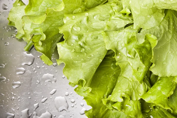 Stock image Green lettuce