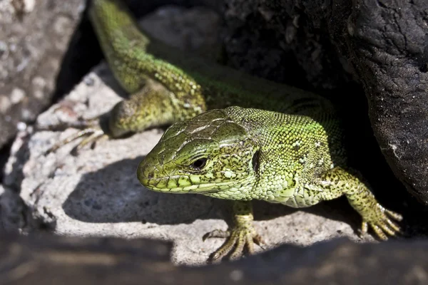 stock image Green lizard