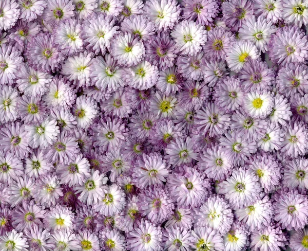 Flowers background chrysanthemum — Stock Photo, Image