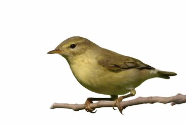 Common Chiffchaff isolated on white background phylloscopus collybita clipart