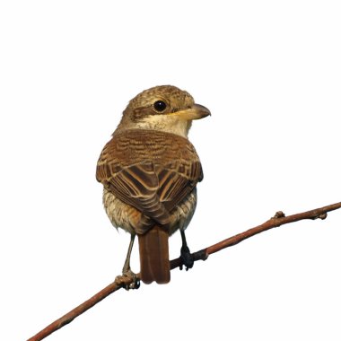 Red backed Shrike isolated on white, Lanius collurio clipart