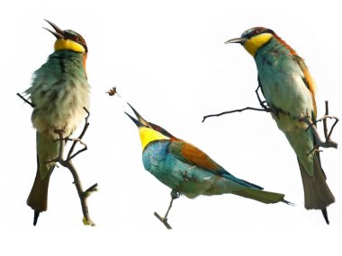 Beyaz, arı kuşu apiaster izole dal Avrupa Arı yiyici ayarla