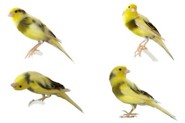 Yellow canary Serinus canaria on a white background clipart
