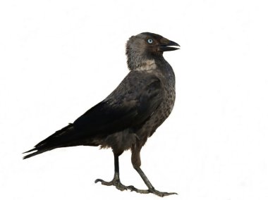 Jackdaw isolated on white background Corvus monedula clipart