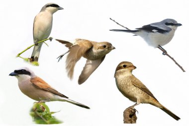Collection Shrike (6) clipart